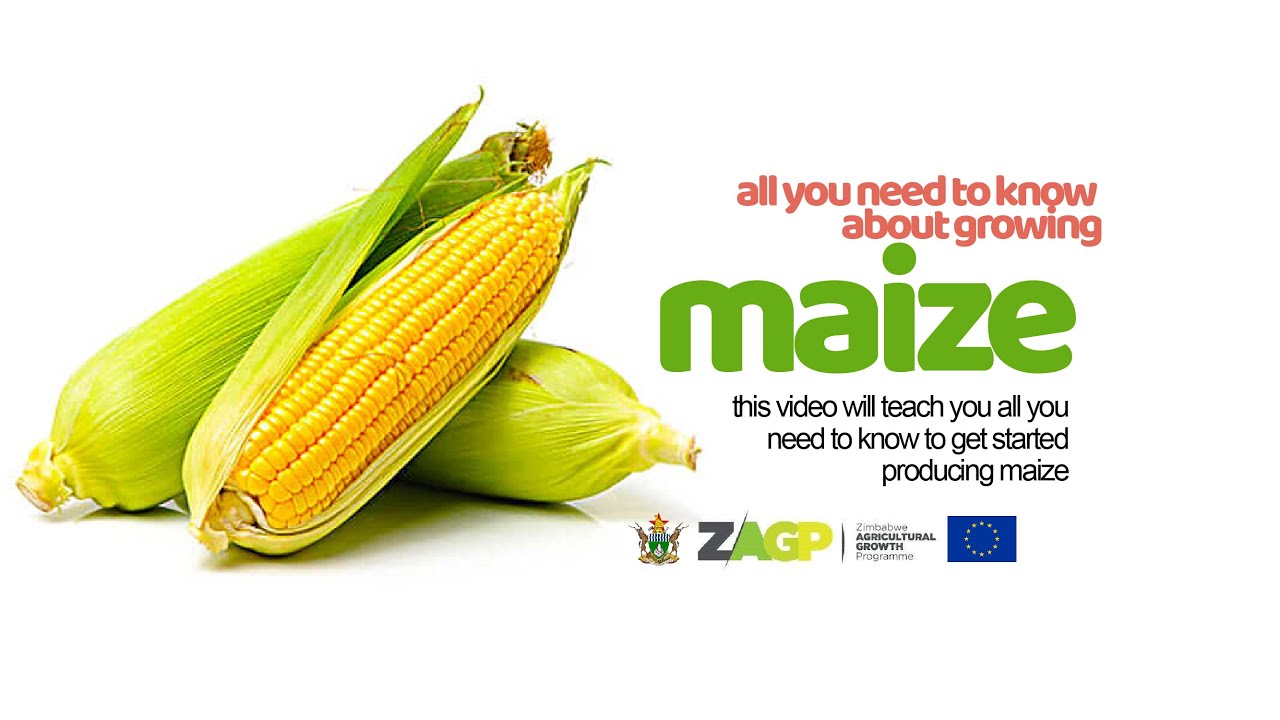 How to grow Maize Green Mealies Mr Ben Mthembo YouTube