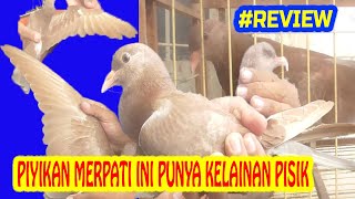 #REVIEW PIYIKAN #MERPATI INI MESKI PUNYA KELAINAN PISIK