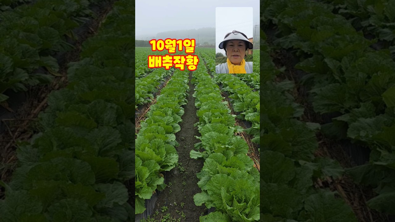 10월1일 김장배추 작황 괴산절임배추 김장배추 오가농원 충북괴산 