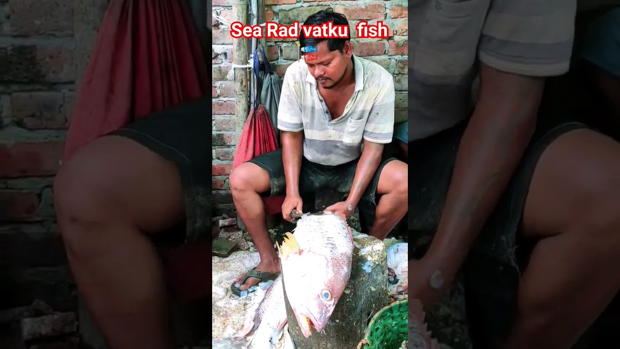 sea Coral fish 🎏 cutting skills amazing Lal  Coral | fish cutting 