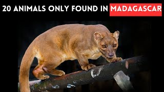 20 Animals Only Found in Madagascar by Slides TV 265 views 2 weeks ago 9 minutes, 7 seconds