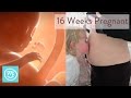 16 Weeks Pregnant: What You Need To Know - Channel Mum