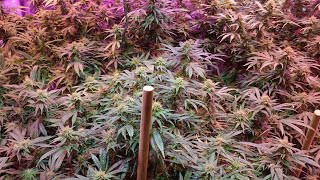 Day 26 of Flower @NUGGY-420-A.D.E.D @thatguych2.065 @TheHappyCultivator  @GirlyGanja