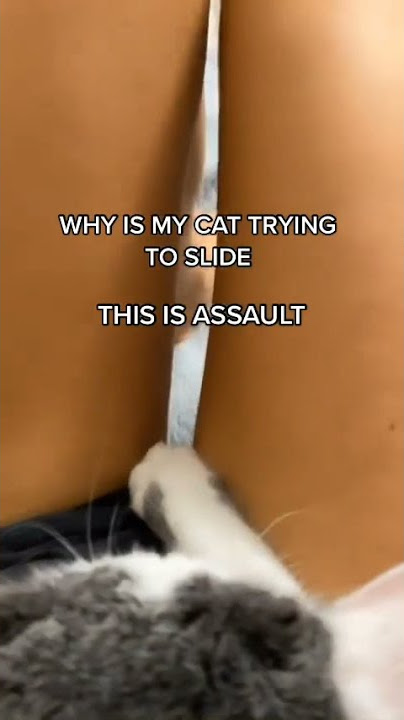 Pussy fight