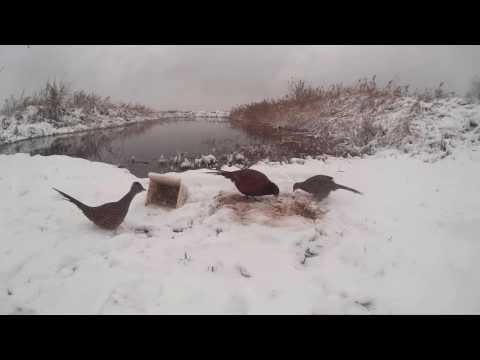 фазан # прикармливаем дикую птицу