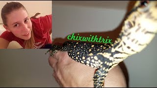 ChixPet: Jax The Water Monitor - Sick Lizard Net Worth