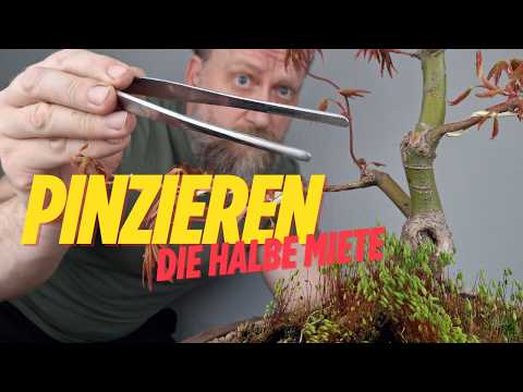 fukien bonsai tree Flowering Fukien Tea Bonsai Tree