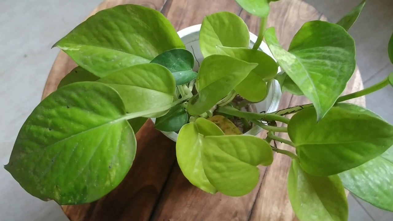 MONEY PLANT HOW TO PLANT A MONEY PLANT IN SOIL