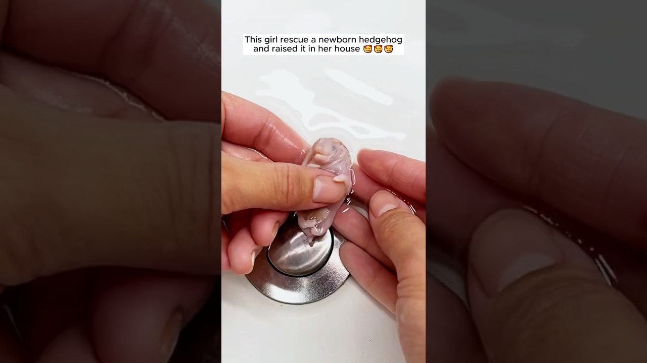 Original Title & Thumbnail