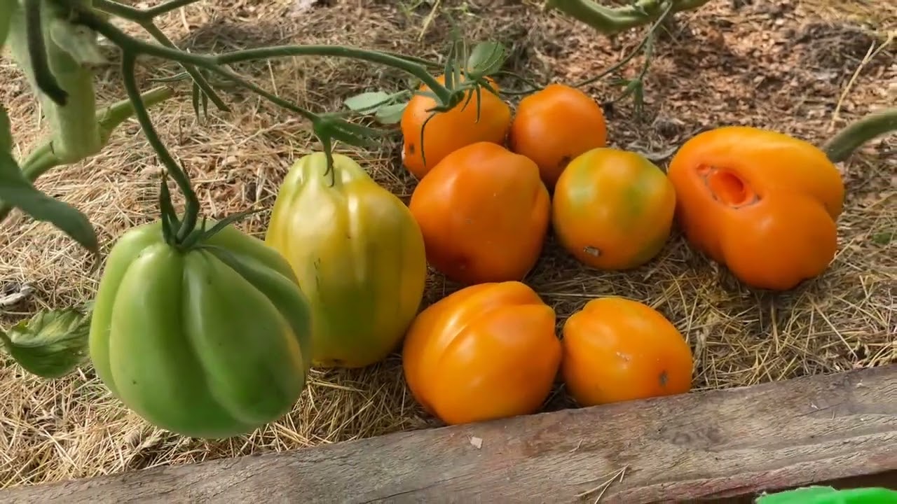 Сбор сортовых томатов Приглашаю к себе в теплицу / Минская область