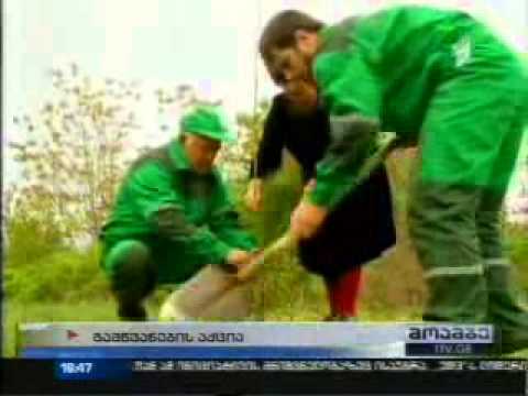 გამწვანების აქცია კრწანისში