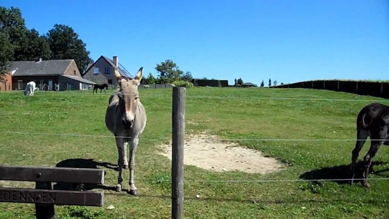 Very Funny Electric Fence Donkey Youtube Very Funny Electric Fence Donkey Youtube