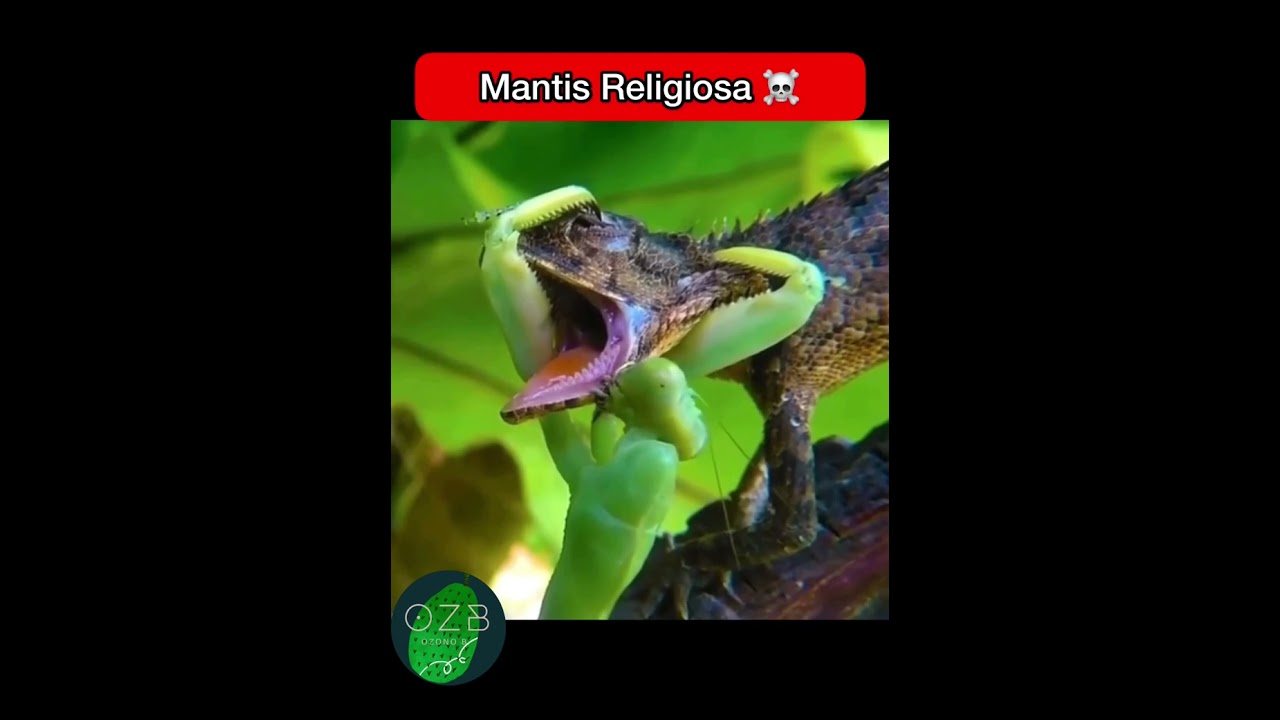 Mantis -Vs- Reptil 🐍