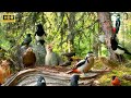 Bird watching extravaganza at cozy forest nook restaurant  cat tv for cats to watch  4kr 10 hrs