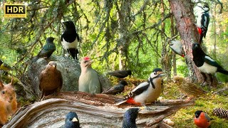 Bird Watching Extravaganza at Cozy Forest Nook Restaurant  Cat TV for Cats to Watch  4K HDR 10 hrs