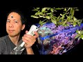 3 insanely easy soft corals  mangrove growing tips in a reef tank