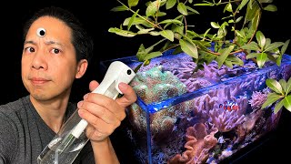 3 Insanely Easy Soft Corals + Mangrove growing tips in a reef tank? by Inappropriate Reefer 26,420 views 1 year ago 27 minutes