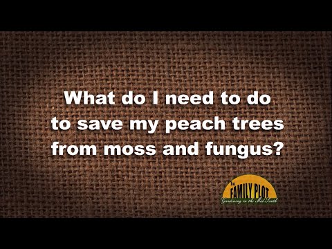 Video: Peach Armillaria Root Rot: Cómo controlar la pudrición armillaria de los melocotoneros