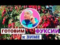 Как подготовить ФУКСИЮ к хранению? Способы зимовки фуксии