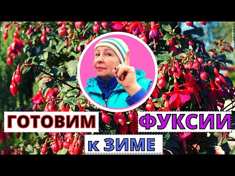 Видео: Присаждане на фуксия