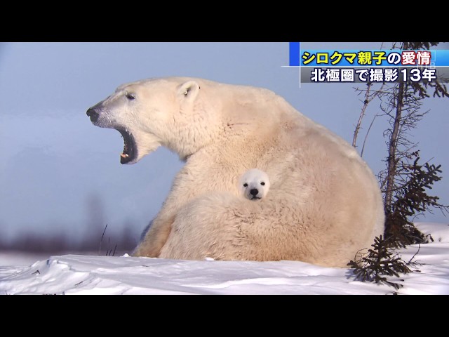 HTBニュース】シロクマ親子 １３年間の記録を展示 - YouTube