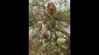 Tiger fall from tree chasing monkey - Part 2 (India - Corbett)　　虎も木から落ちる　2