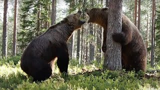 INTENSE BEAR FIGHT caught on camera  3 different angles