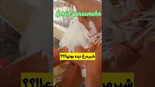 Have you ever seen a  chicken milk تا حالا شیر مرغ دیده chicken milk gaming بودین؟؟