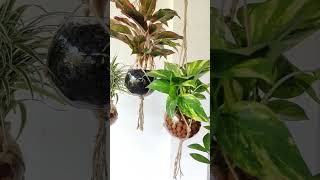 #organicgarden #hangingwatergarden #hangingplants #hangingplantsideas #indoorplants #diy