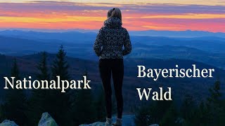Die schönsten Orte im Nationalpark Bayerischer Wald | 4K