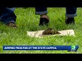Capitol frog jump marks 50th year