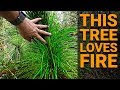 This Tree LOVES FIRE (Longleaf Pine) - #TeamTrees Behind the Scenes