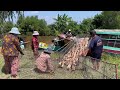 Full Video: Shocking! A Family Duck Farm Girl Is Stronger Than Men” Loading the Ducks onto the Boat