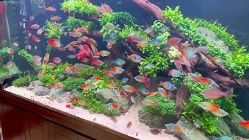 Hồ Cá Cầu Vồng siêu khủng của Chủ Tịch Hòa Trần - Rainbow Fish Vietnam