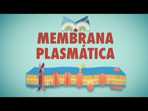 Vídeo: A que a membrana celular é livremente permeável?