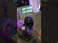 Dog from The Future! #iaapa #robot #dog