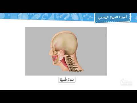 أعضاء الجهاز الهضمي في جسم الإنسان