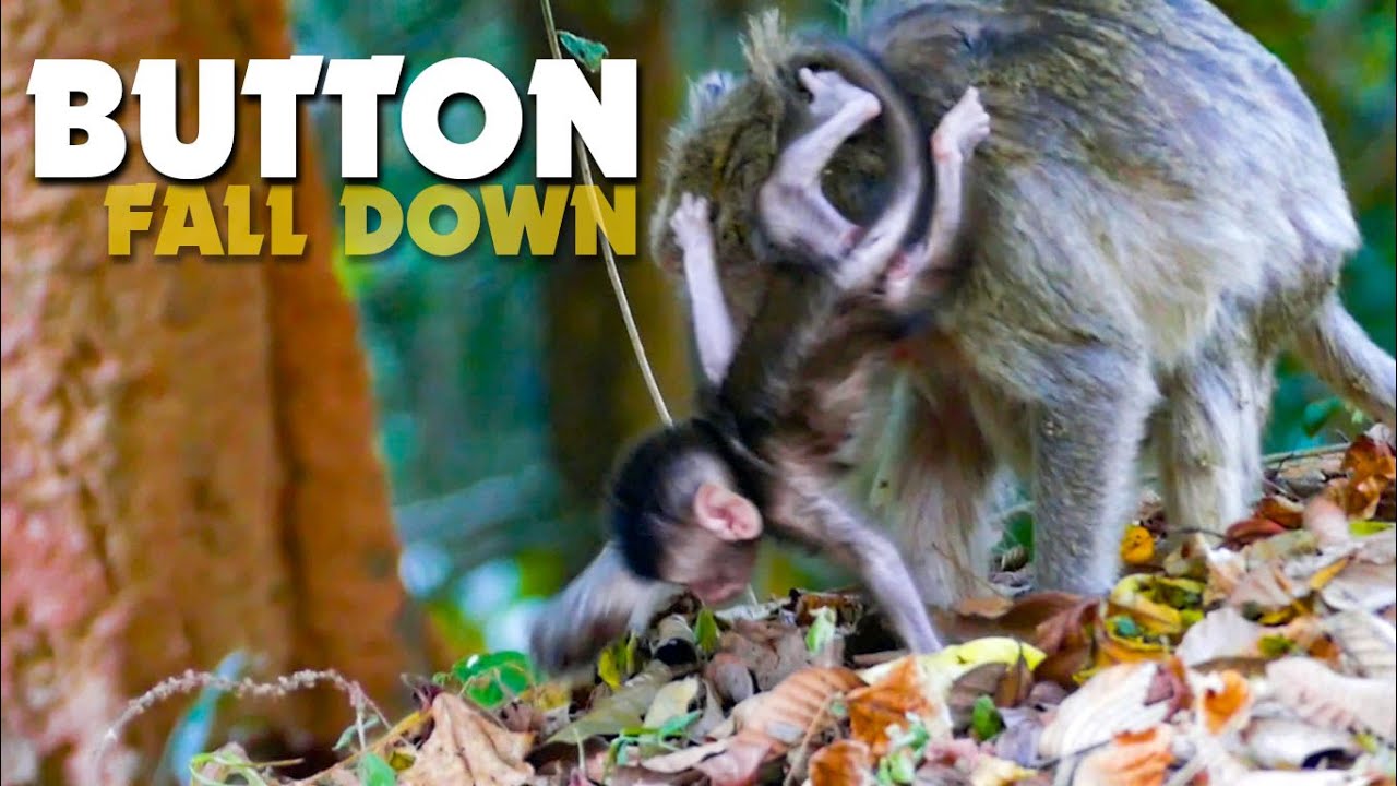 OMG!!! Pitiful Newborn Baby Monkey Button Fall From Mum Butter Down High Hill