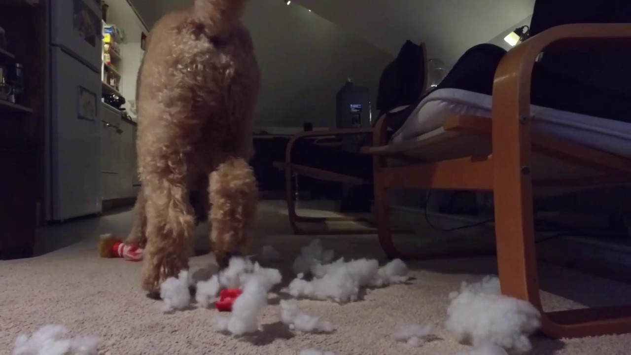 Loki destroys a stuffed dog tog YouTube