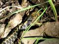 Garter Snake & Leopard Frog