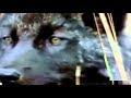 Karachay Alan song: "Kara börü" (Black Wolf) - Albert Chotchaev