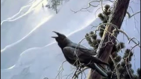 احمد العجمي سورة المائده كامله