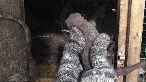 Tắc kè siêu khuyến mãi toàn hàng to khủng , nhanh tay nha quý khách . 0913398911