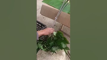 1 củ sâm Ngọc linh rừng bao kiểm định mọi viện mời các bác siêu tầm gọi 0377965679 e Nguyệt