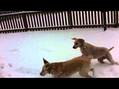 Dogs in the snow