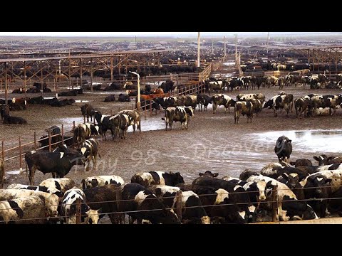 How To Produce 223 Billion Pounds Of Milk In America - Dairy Farm In America