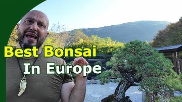 Bonsai Garden Tour (Italian Bonsai Dream)