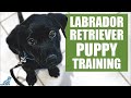 Labrador Retriever Puppy Training Guide - First Week Puppy Training❤️