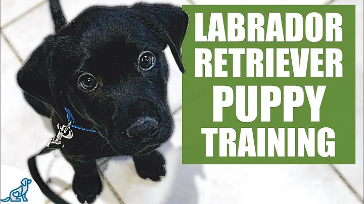 Labrador Retriever Puppy Training Guide - First Week Puppy Training❤️ - DayDayNews