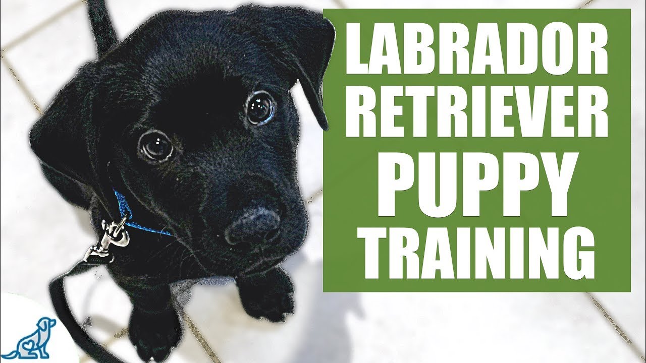 Vores firma bold svælg Labrador Retriever Puppy Training Guide - First Week Puppy Training❤️ -  YouTube